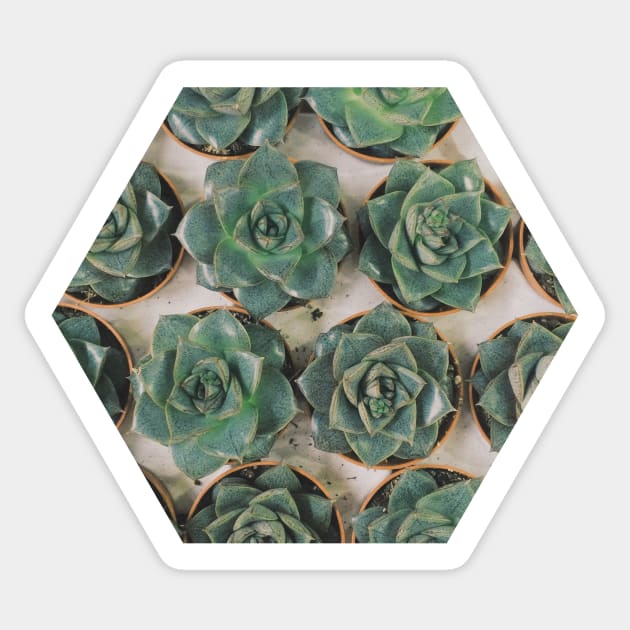 Succulent Collection Sticker by Cassia